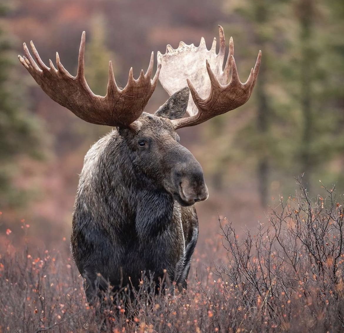 Large bull moose